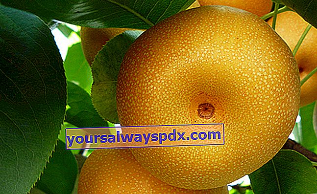 נאשי (pyrus pyrifolia) או אגס תפוח
