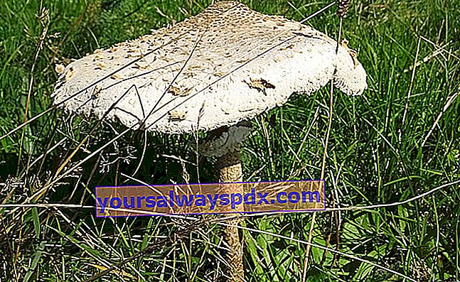 Coulemelle (Macrolepiota procera), ein beliebter und köstlicher Lepiot - Pilz