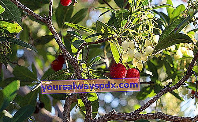 עץ תות (Arbutus unedo) עץ תות