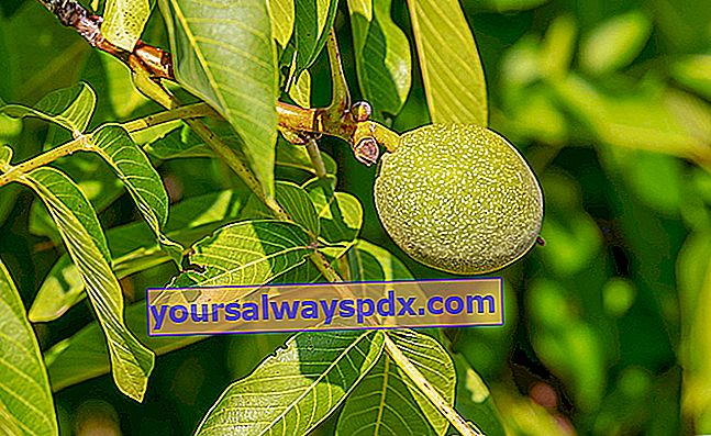 Walnut (Juglans regia), pokok kacang