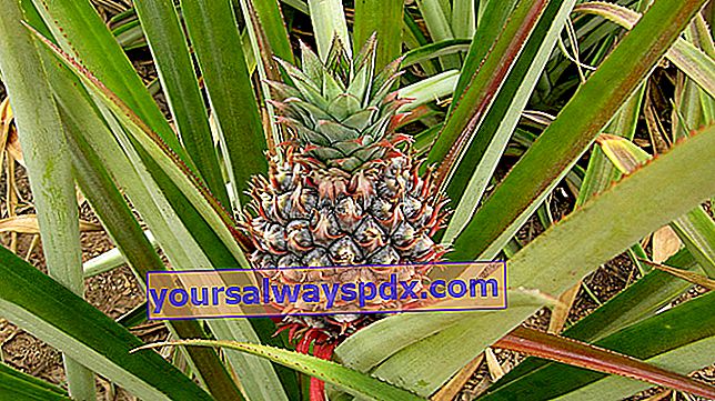 Ananas (Ananas comosus), den eksotiske frugt par excellence