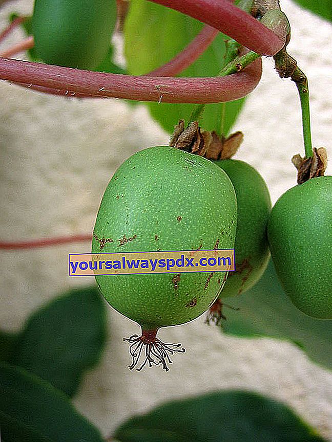 Kiwai (Actinidia arguta), kiwi mini atau kiwi Siberia, pokok buah dari kebun