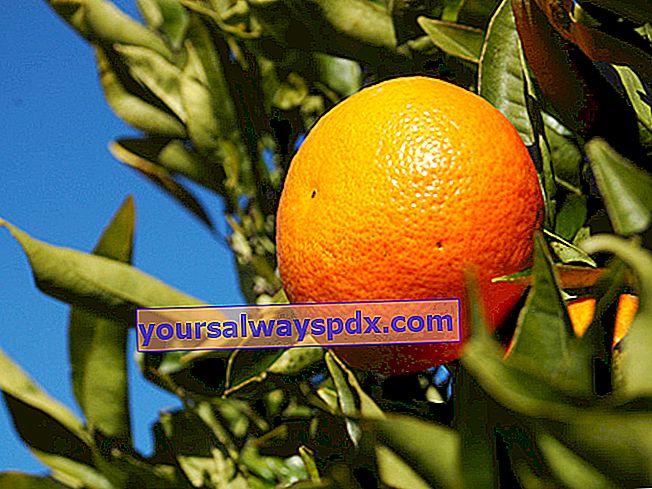 Mandarin (Citrus reticulata)