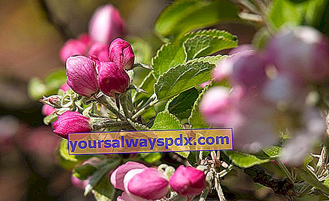 Melo in fiore (Malus floribunda) o melo ornamentale