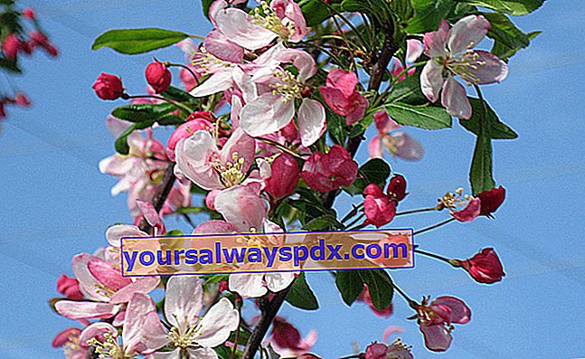 Fioritura di melo (Malus floribunda) o melo giapponese