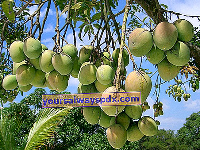Pokok mangga (Mangifera indica)