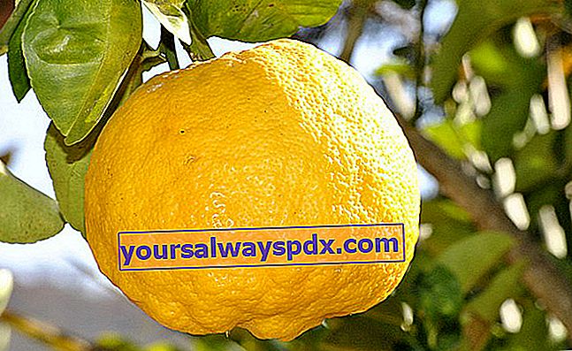 Citron Yuzu (Citrus junos), det japanske citrontræ, dyrkning og pleje