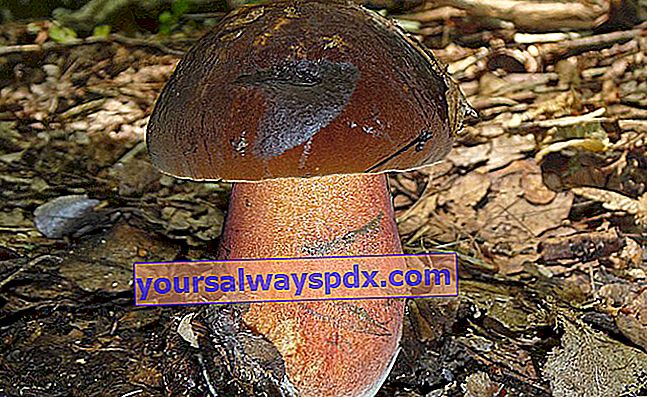 Funghi porcini (Boletus erythropus)
