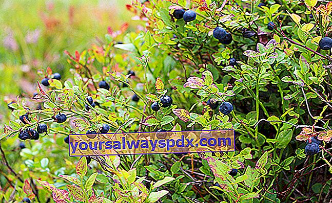 Blueberry liar (Vaccinium myrtillus)
