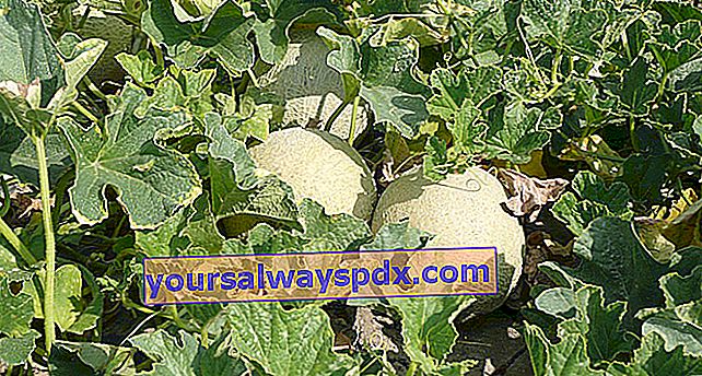 Melone Charentais crescente (Cucumis melo) nell'orto