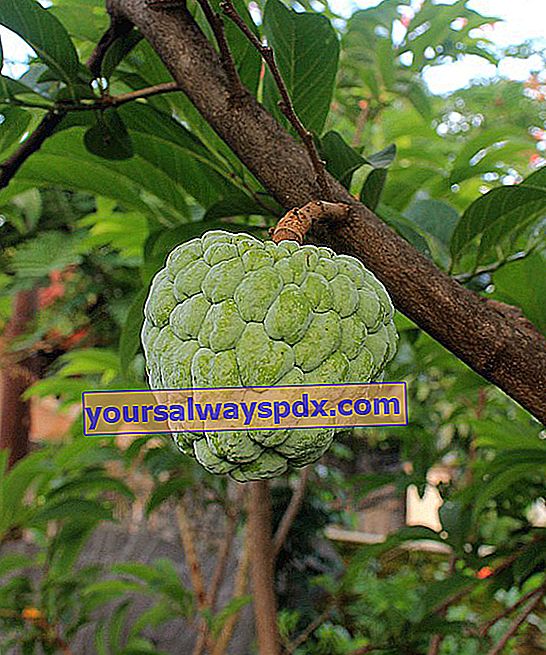 Epal kayu manis (Annona squamosa): menanam, menanam, merawat