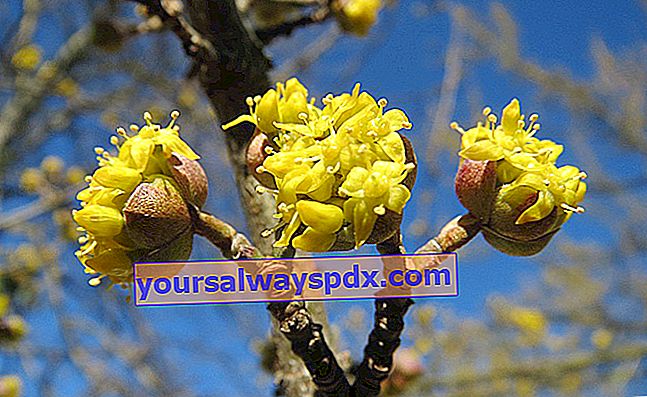 fiore giallo sanguinello maschio (Cornus mas)