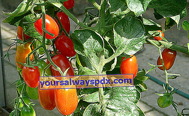 Tomato (Lycopersicon esculentum), sayur yang paling banyak diusahakan di Perancis