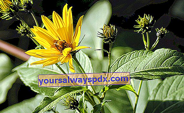 פרחי ארטישוק ירושלמי צהובים כמו חמניות