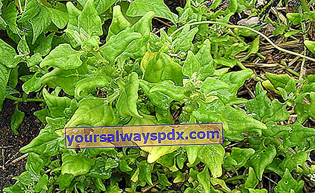 Tetragon (Tetragonia tetragonioides), una specie di spinaci estivi