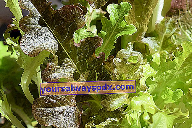  potong selada (Lactuca sativa var. crispa)