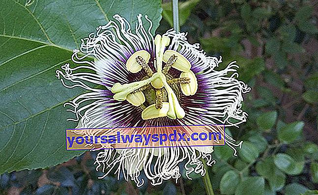 fleur de grenadille (Passiflora edulis)