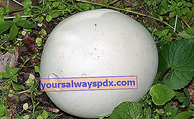 puffball gergasi (Calvatia gigantea) 