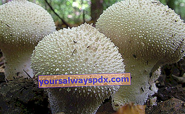 palloncino di perle (Lycoperdon perlatum)