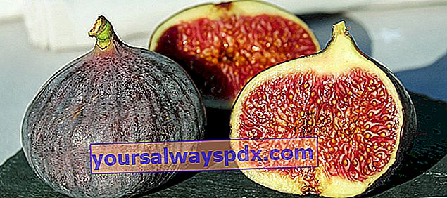 Buah ara ungu: menuai, menyimpan dan menggunakan buah ara