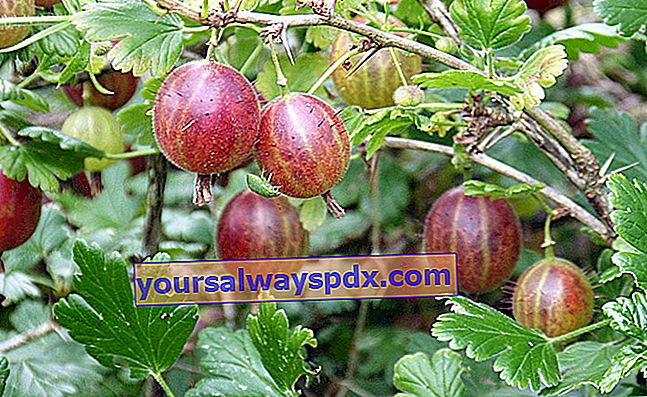 Uva spina (Ribes uva crispa) rosso porpora