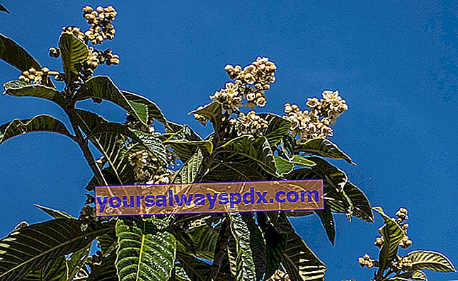 Japanische Mispel (Eriobotrya japonica) oder Lätzchen