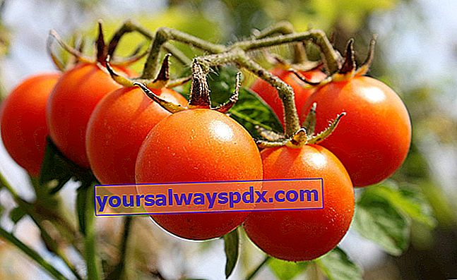גידול עגבניות שרי לילדים