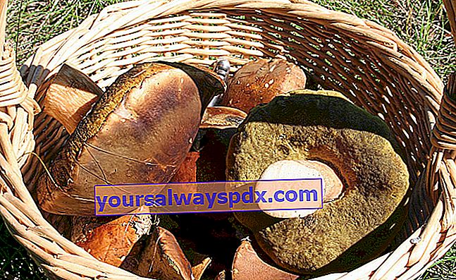 קטיף פטריות פורצ'יני - או בולטוס - אחת הפטריות הטובות ביותר
