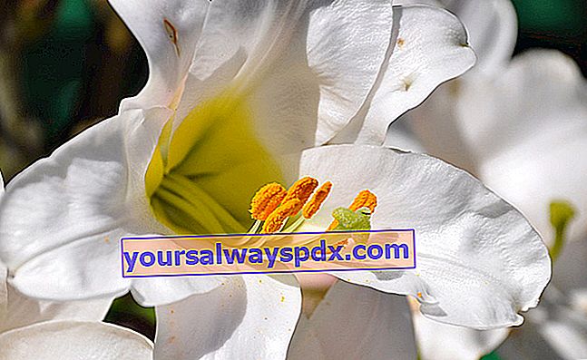 bunga teratai putih (Lilium)