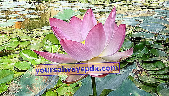 Indischer Lotus, auch heiliger Lotus oder orientalischer Lotus (Nelumbo nucifera) genannt