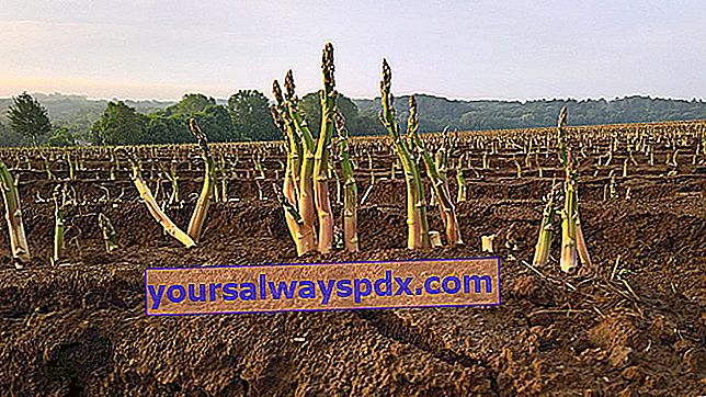 plantning af aspargesklør