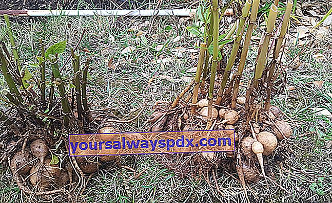 plantning af dahlia-knolde