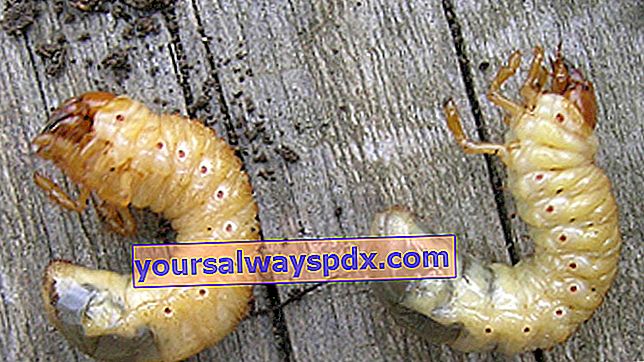 larva chafer