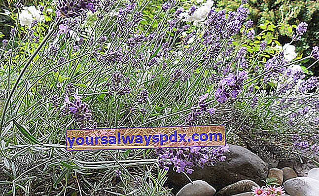 Ersetzen Sie regelmäßig Ihre Lavendelpflanzen