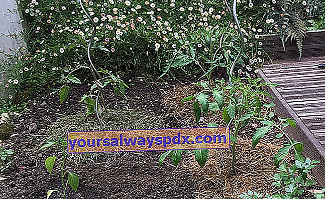 piantagione di pomodori e pacciamatura
