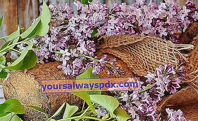 Ukuran ungu untuk karangan bunga