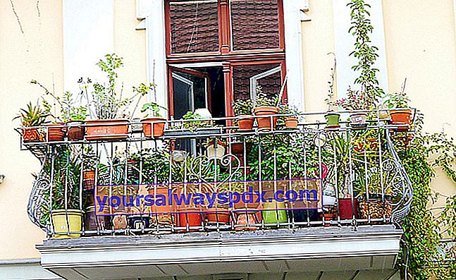 piante per balcone all'ombra