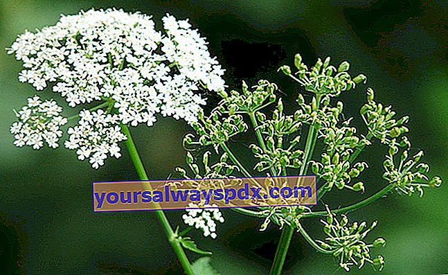 Apiaceae 또는 Umbelliferae