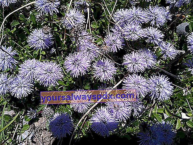 Alpenanemone (Pulsatilla alpina) - Wilde Blume der Berge - Alpen