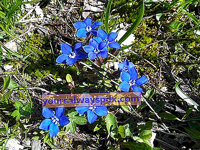 Frühlingsenzian (Gentiana verna) - Wilde Blume der Berge - Alpen