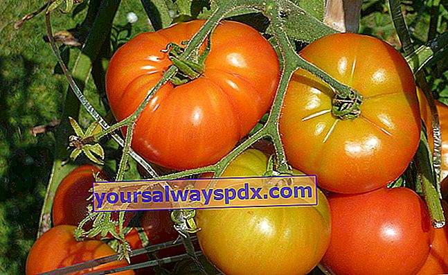Asal dan sejarah tomat