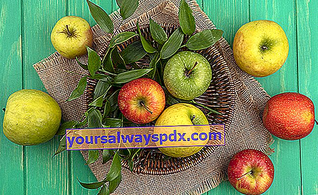 Pohon apel dan apel: buah favorit orang Prancis