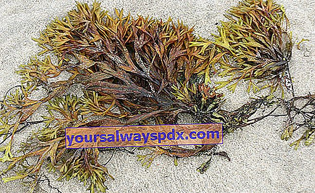 alghe in spiaggia da utilizzare in giardino