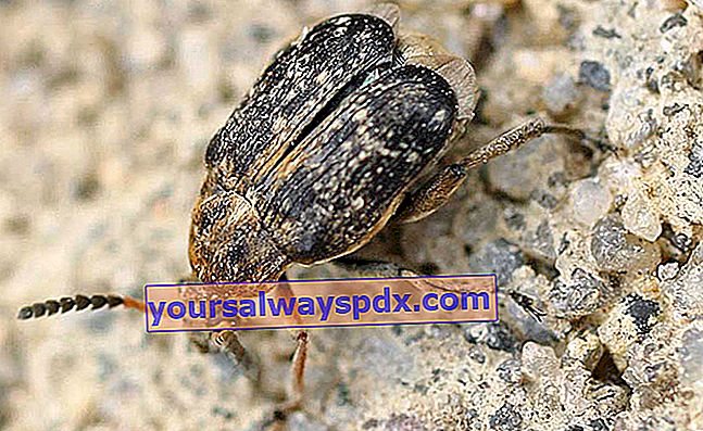pea weevil (Bruchus pisorum) atau pea weevil