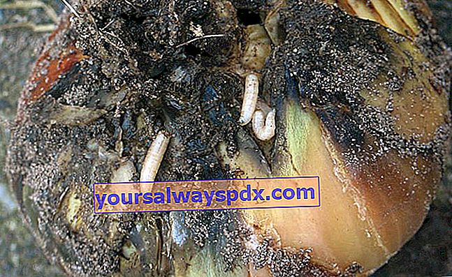 larva lalat bawang di umbi