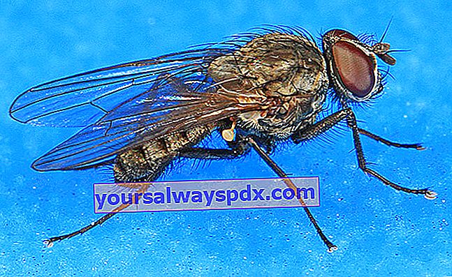 løgflue (Delia antiqua)