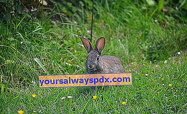 Allontana i conigli dal giardino
