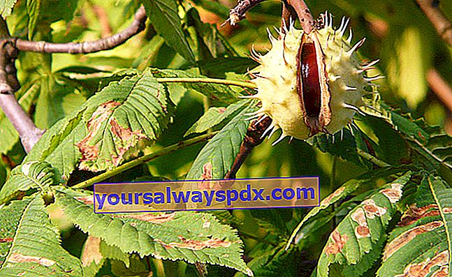 Peronospora delle foglie di castagno