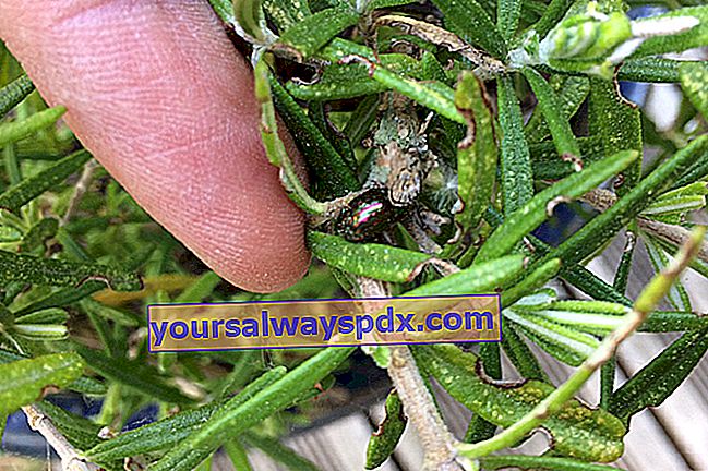 Rosemary dalam periuk ditumbuhi kumbang Colorado