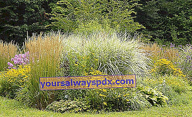 Grassen in een vaste plant in de tuin